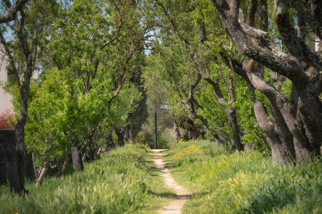 GAU - DOMAINE DE CAYLUS-16